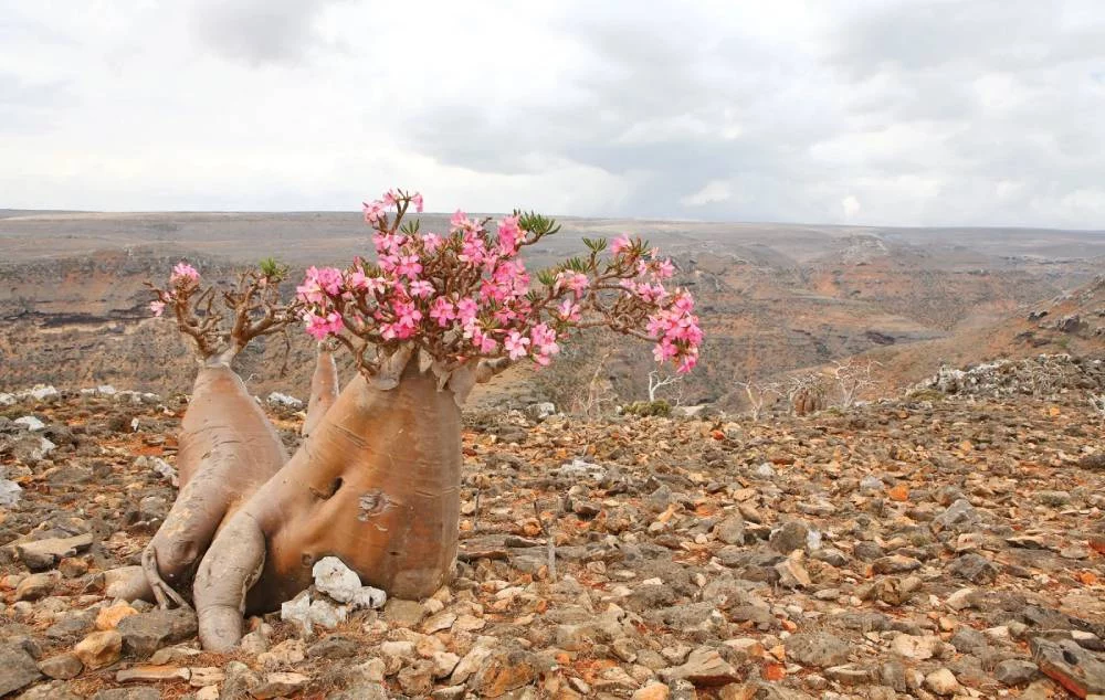 El jardín de Adán y Eva: la razón por la que nadie puede entrar