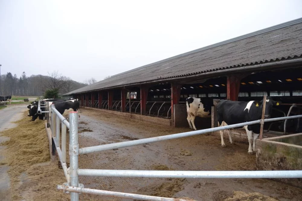 La importancia de las vacas de este país para el cambio climático