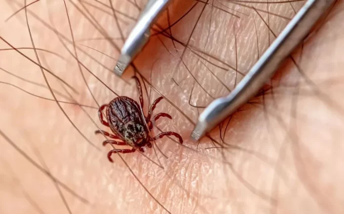 Las 5 enfermedades transmitidas por garrapatas que pueden amenazar tu vida