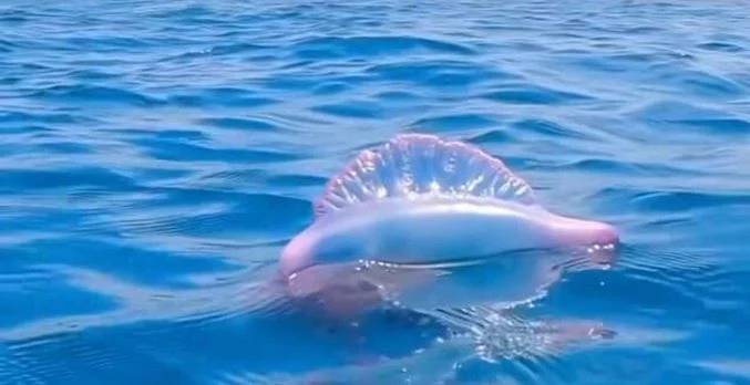 Qué hacer si te pica una agua mala este verano: el secreto revelado