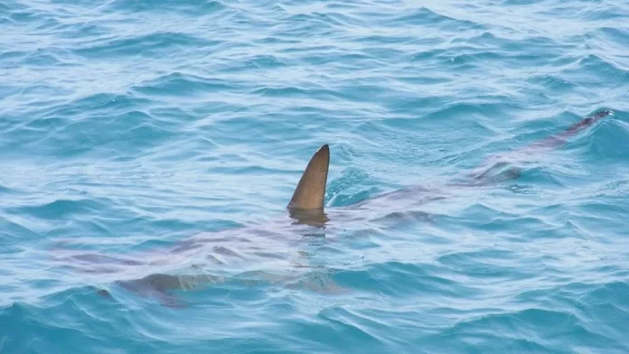 El avistamiento de un tiburón gigante en Gran Canaria que causó escalofríos