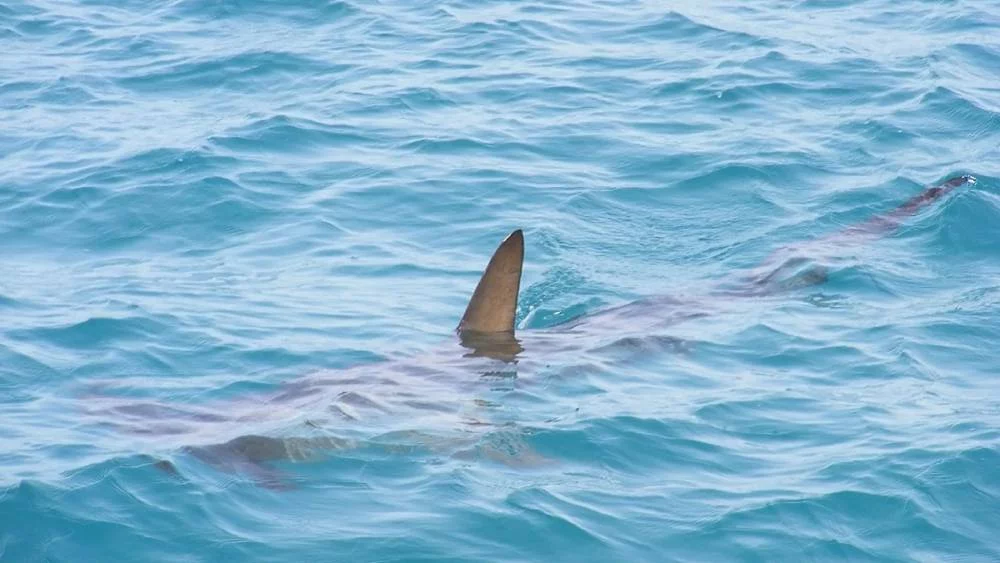 El avistamiento de un tiburón gigante en Gran Canaria que causó escalofríos