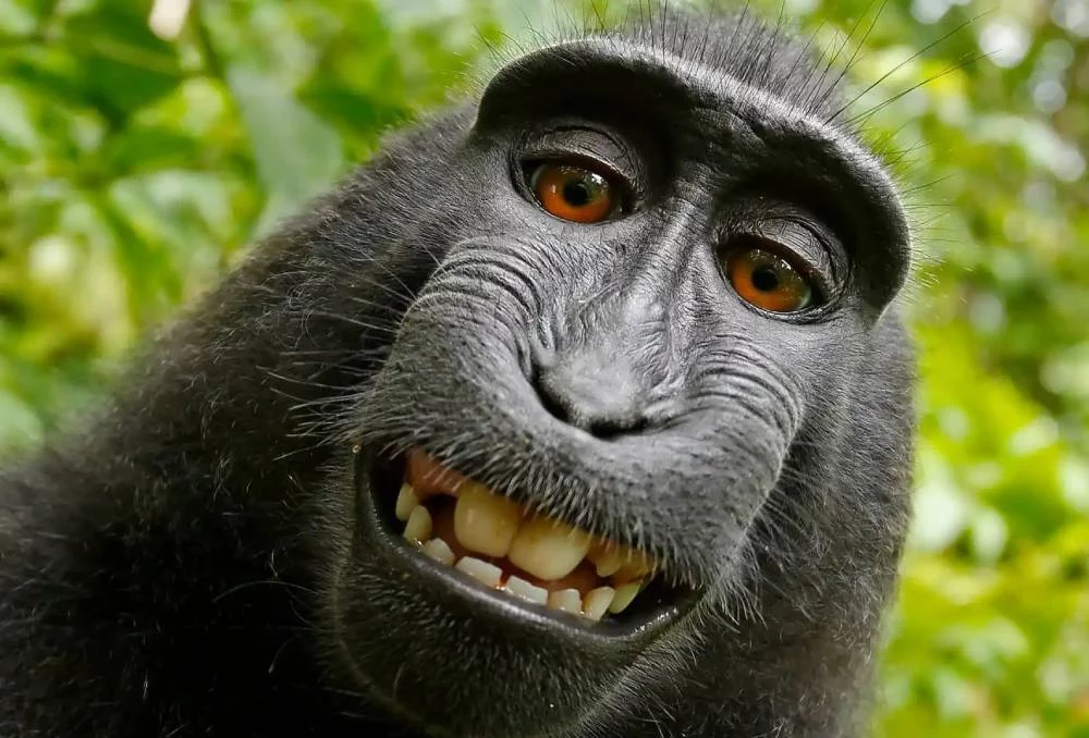 Un gorila toma una selfie y desata un caos en la vida del dueño de la cámara