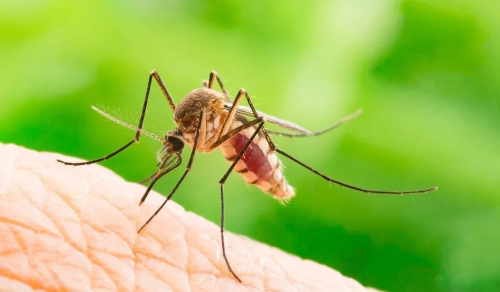 La solución para evitar mosquitos en la habitación: el vaso al lado de la ventana 1 Moncloa ¿Cuál es la receta para acabar con los mosquitos en la habitación?
