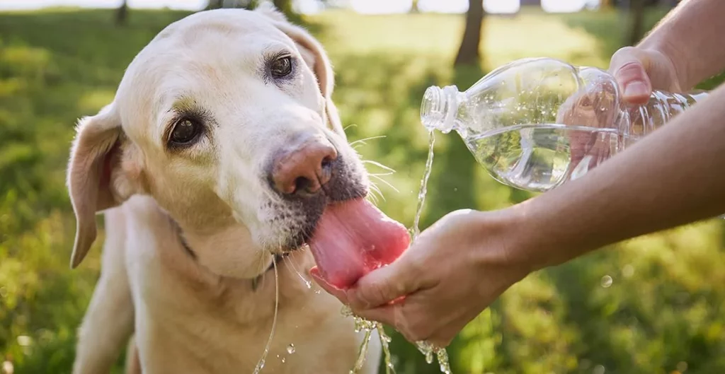 Verano seguro para tu perro: cómo prevenir el golpe de calor con las temperaturas extremas 1 Moncloa Evita que tu perro sufra un golpe de calor en este verano con estos consejos