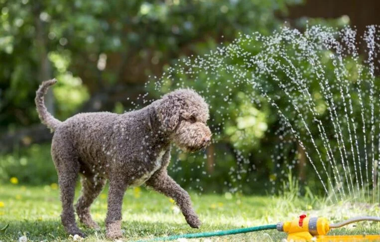 Verano seguro para tu perro: cómo prevenir el golpe de calor con las temperaturas extremas 2 Moncloa ¿Cómo saber si mi perro sube un golpe de calor en verano?