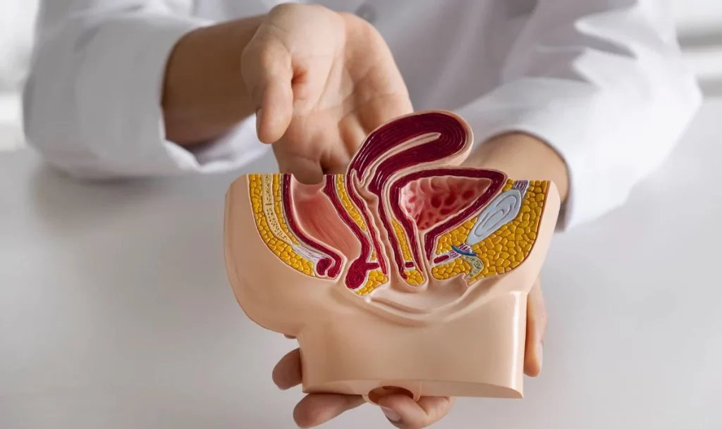 Descubre un potente remedio natural para la próstata 1 Moncloa Este es el remedio natural que debes aplicar para mejorar la salud de la próstata