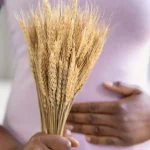 ¿Es realmente “libre de” o solo marketing? La OCU analiza los alimentos sin gluten, lactosa o azúcar y es para asustarse