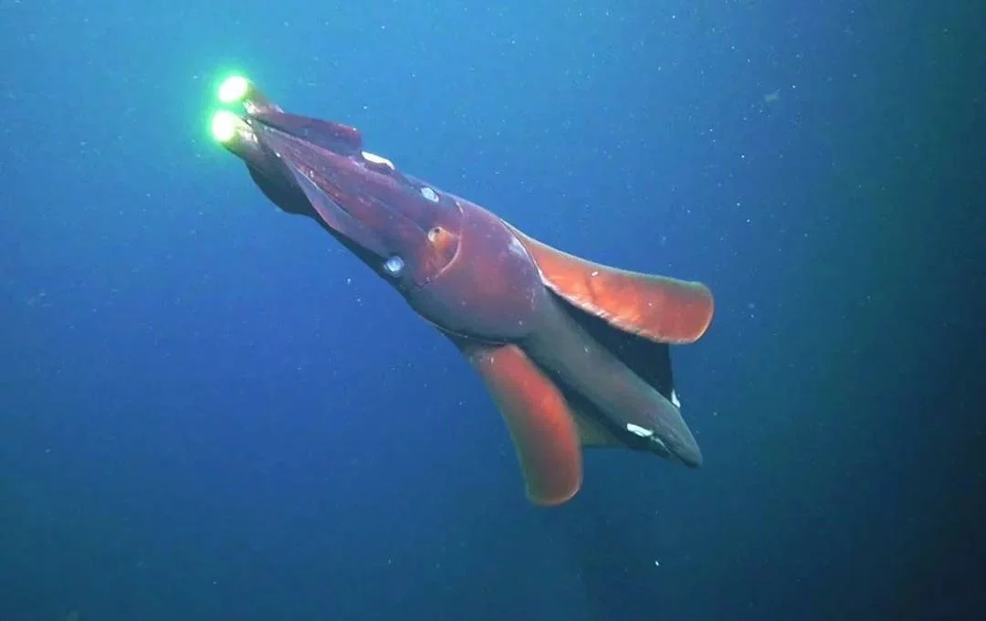 Un calamar gigante confundió una cámara con una presa y las imágenes se volvieron virales