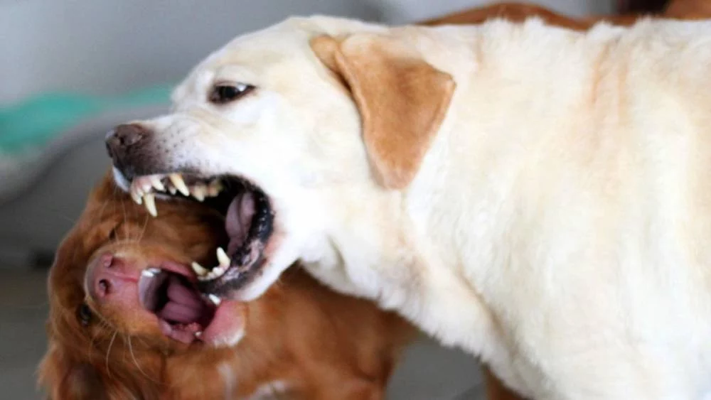 Las recomendaciones de Harvard sobre el comportamiento canino