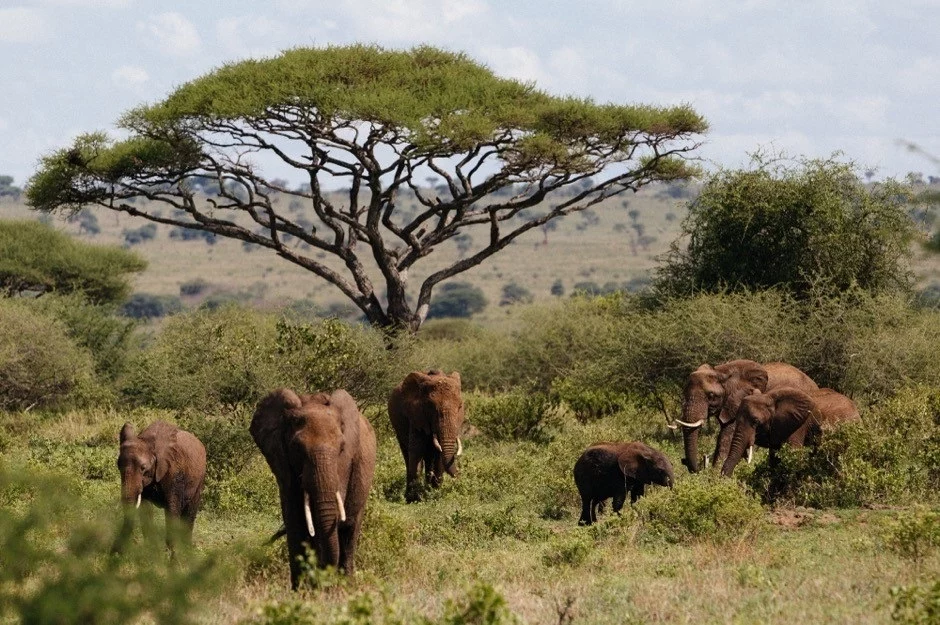 Turista español murió tras ser pisoteado por un elefante en Sudáfrica 2 Moncloa EuropaPress 5260600 elefantes tanzania Moncloa