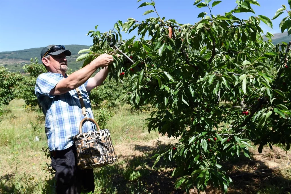 Los agricultores europeos temen quedarse sin este importante alimento para su ganado 2 Moncloa EuropaPress 5991078 varios agricultores recoleccion cerezas valle jerte 27 mayo 2024 cabezuela Moncloa