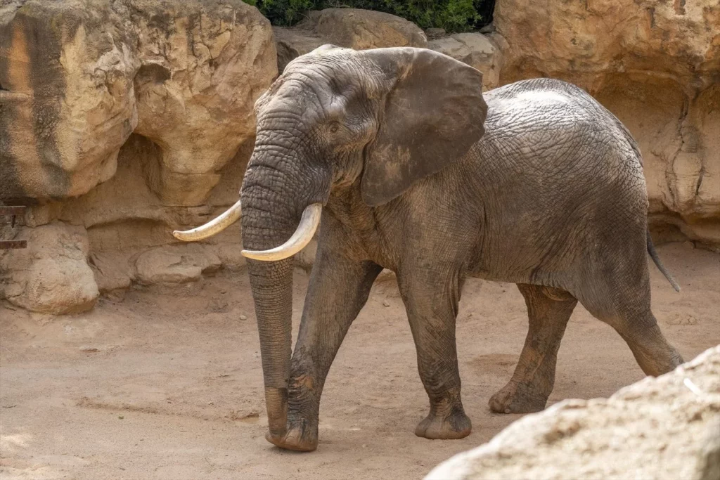 Turista español murió tras ser pisoteado por un elefante en Sudáfrica 1 Moncloa Turista español fue atacado por elefante