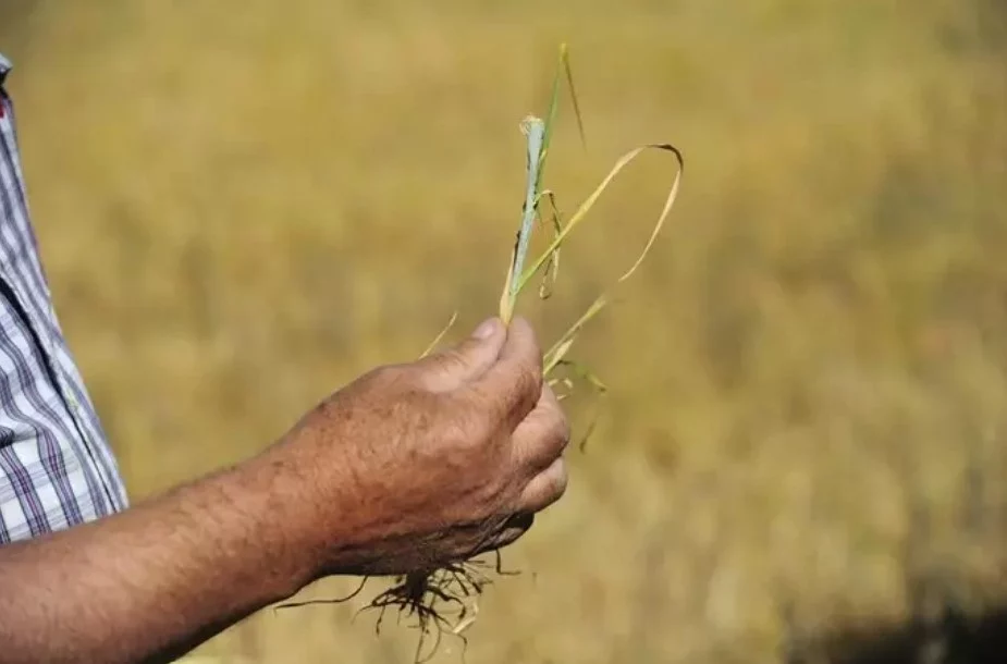 Los agricultores europeos temen quedarse sin este importante alimento para su ganado 1 Moncloa Agricultores, en alerta por esta prohibición.