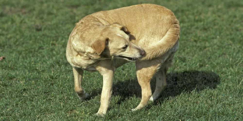 No es felicidad: La verdadera razón de que los perros muevan la cola 2 Moncloa La altura de la cola, otro indicador importante para la felicidad de los perros