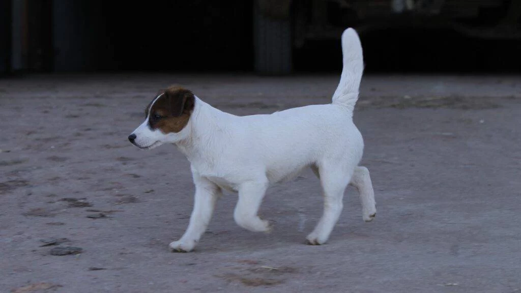 No es felicidad: La verdadera razón de que los perros muevan la cola 1 Moncloa No sólo felicidad: otro motivo por el que los perros mueven la cola