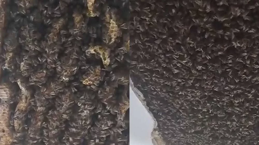 Escuchó un ruido y encontró lo que nunca imaginó en el techo de su casa 1 Moncloa Ruido de abejas: lo que no sabías de estas especies
