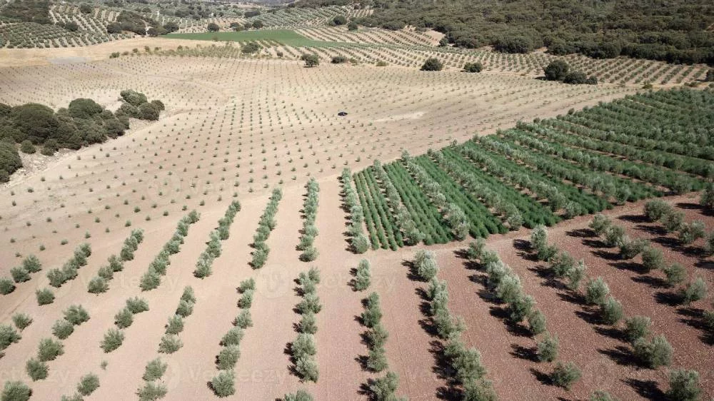 Mercadona ya no es la reina del aceite barato: esta empresa tiene la mejor oferta 2 Moncloa No sólo en Mercadona: por qué el precio del aceite de oliva en España es el más alto