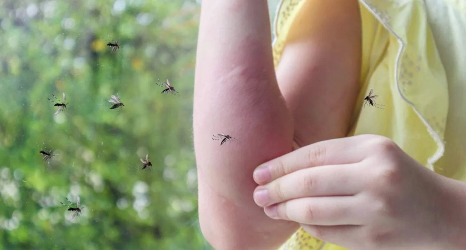 Aldi revoluciona el mercado en España con su invento que elimina mosquitos sin químico