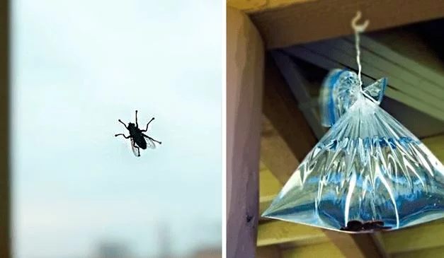 El truco viral para ahuyentar las moscas sin químicos 1 Moncloa ¿Cuál es el truco viral para ahuyentar moscas?