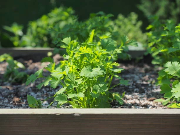 Esta hierba aromática es tu nueva aliada para un sistema inmunológico a prueba de todo