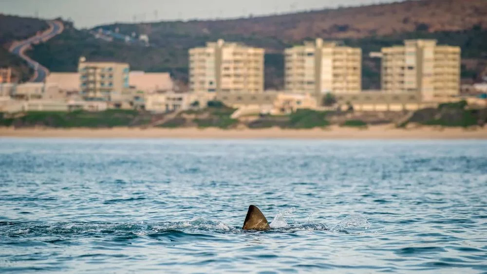 La imagen de un tiburón en España que está dando escalofríos