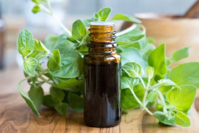 Combate infecciones con este milagroso aceite de orégano casero: Cómo prepararlo