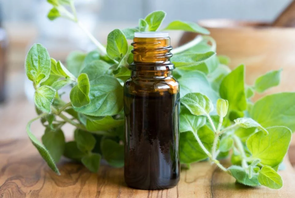 Combate infecciones con este milagroso aceite de orégano casero: Cómo prepararlo