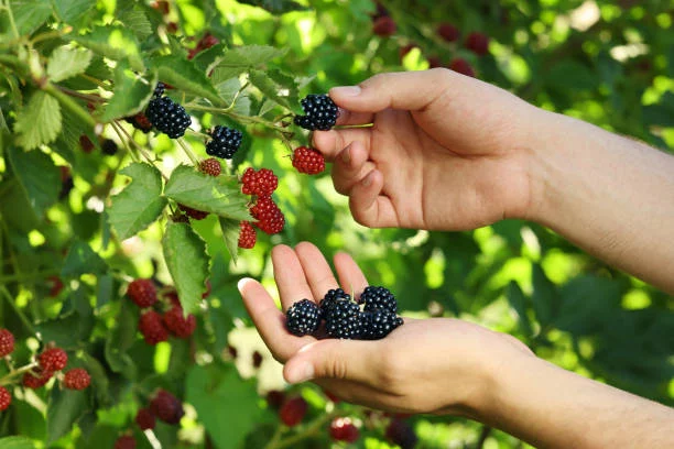 La fruta milagrosa que mejora el deseo sexual y al mismo tiempo protege tu corazón 2 Moncloa Beneficios cardiovasculares de las moras