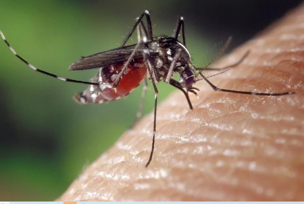 Otros consejos para evitar las picaduras de mosquitos