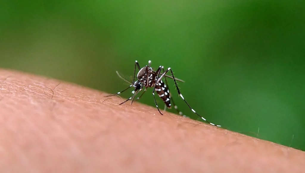 Evita mosquitos y huele a limpio: el agua de colonia de Mercadona por menos de 3 euros 2 Moncloa ¿Cómo funciona la lavanda para ahuyentar mosquitos?