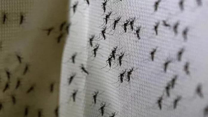La trampa biodegradable que promete acabar con el insecto más temido