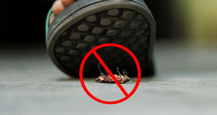 La OMS desvela que pisar cucarachas puede ser más peligroso de lo que crees