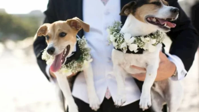 Bodas caninas con estilo: así es la excéntrica celebración que se volvió viral