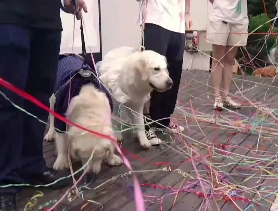 Bodas caninas con estilo: así es la excéntrica celebración que se volvió viral 1 Moncloa Cómo incluir a los perros en las bodas