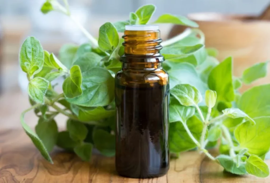 Prepara este aceite de orégano casero conocido como el elixir de la felicidad 1 Moncloa Por qué usar aceite de orégano para mejorar el estado de ánimo