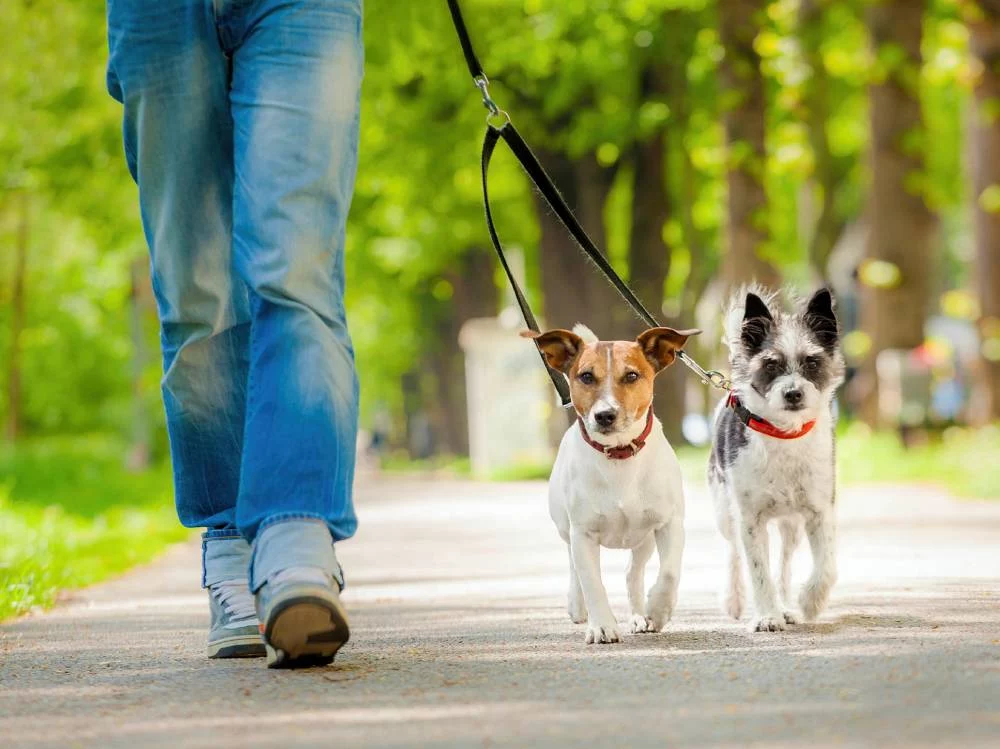 Más trucos de Harvard para desarrollar la personalidad de un canino