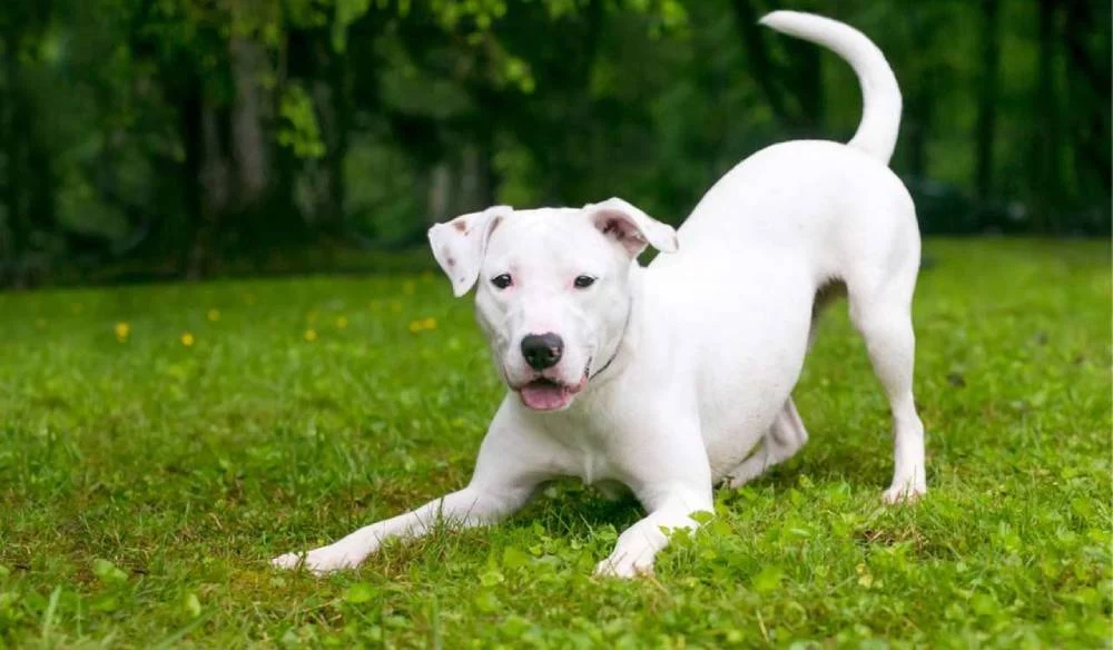 No es felicidad: La verdadera razón de que los perros muevan la cola