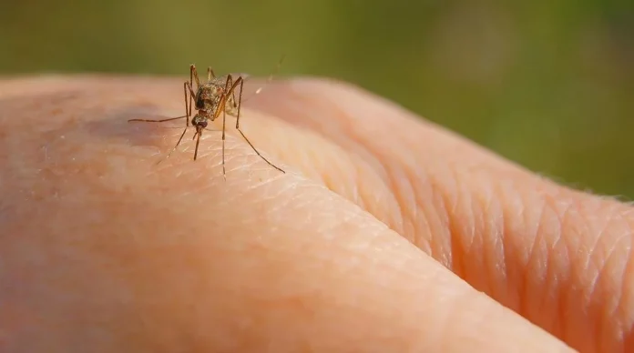 5 plantas que mantendrán tu hogar libre de mosquitos