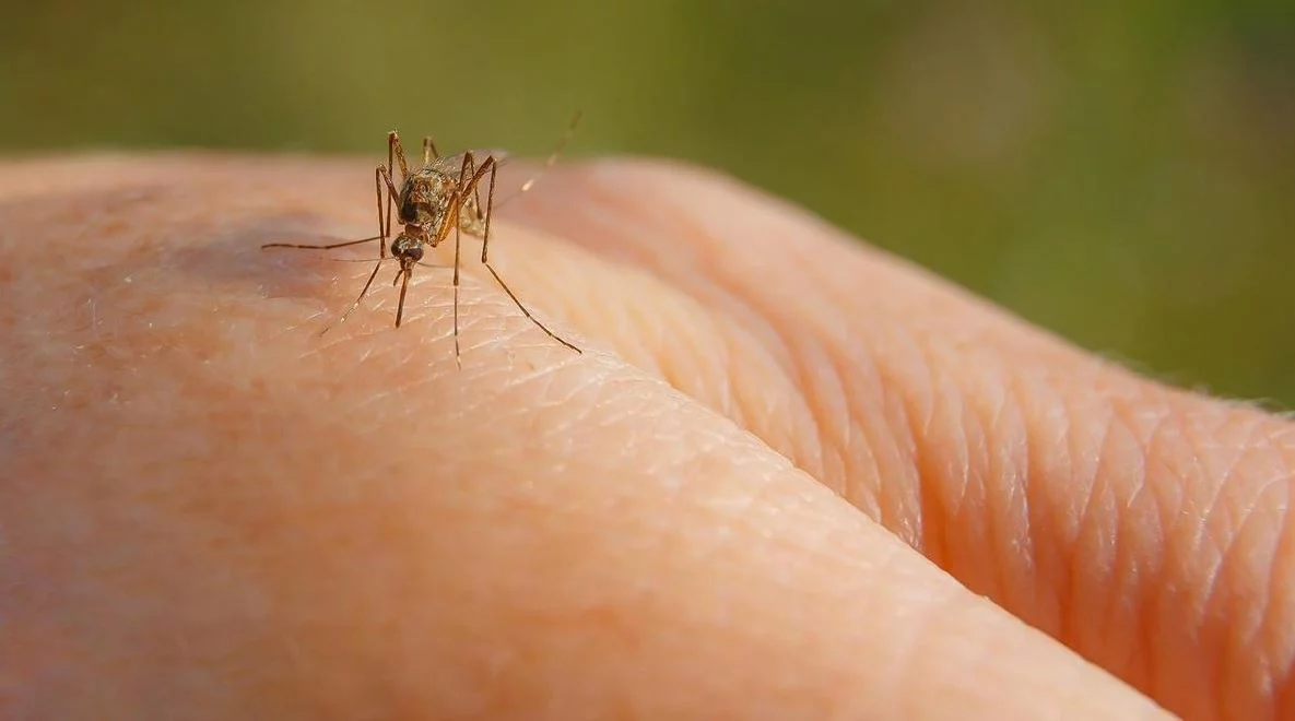 5 plantas que mantendrán tu hogar libre de mosquitos