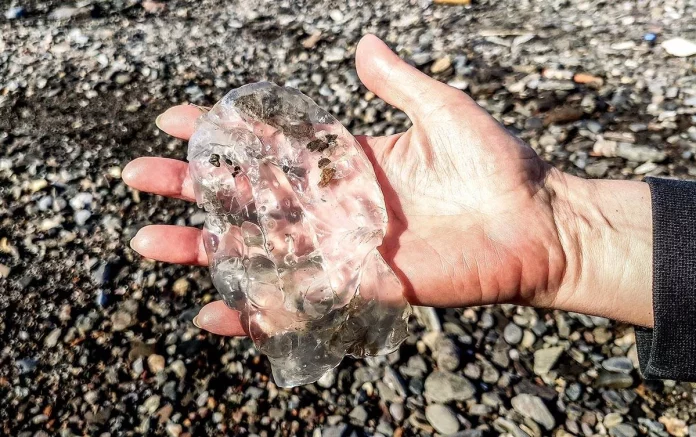 Qué son las salpas y por qué están invadiendo las playas españolas