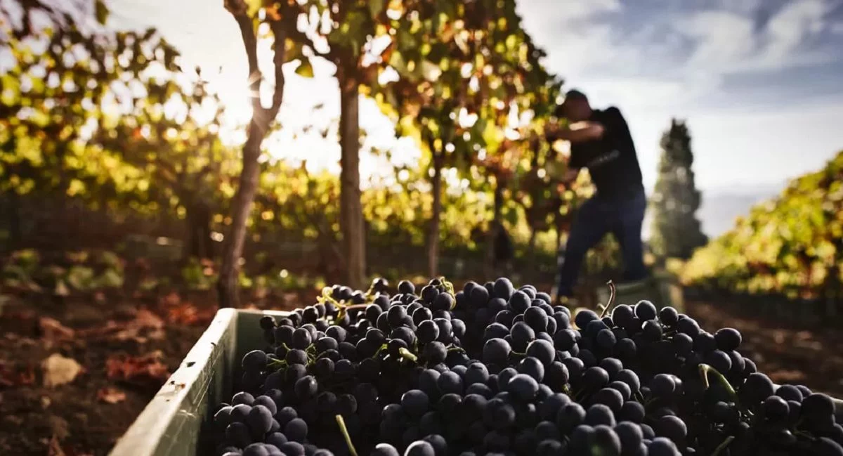 vinos
