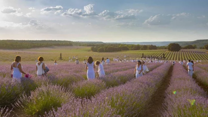 A sólo una hora de Madrid: el campo violeta más impresionante te espera, ¡con ropa blanca!