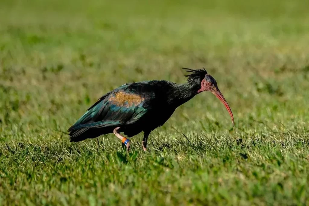 La historia del ave ibis calvo septentrional en Europa y su camino hacia la libertad