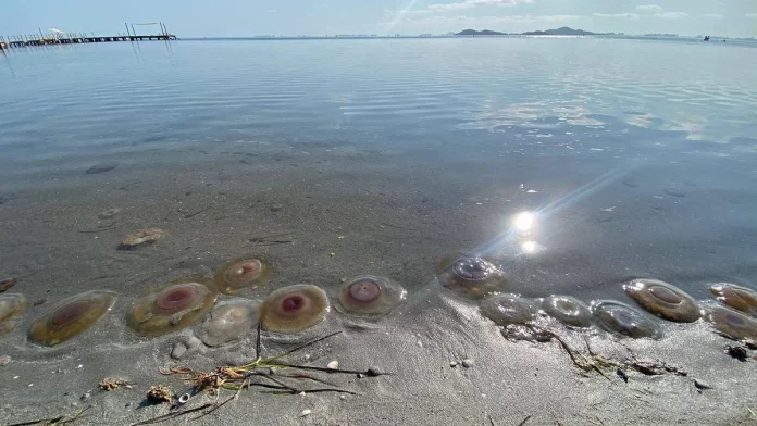 Invasión de huevos fritos obliga a cerrar una playa de Murcia a los bañistas