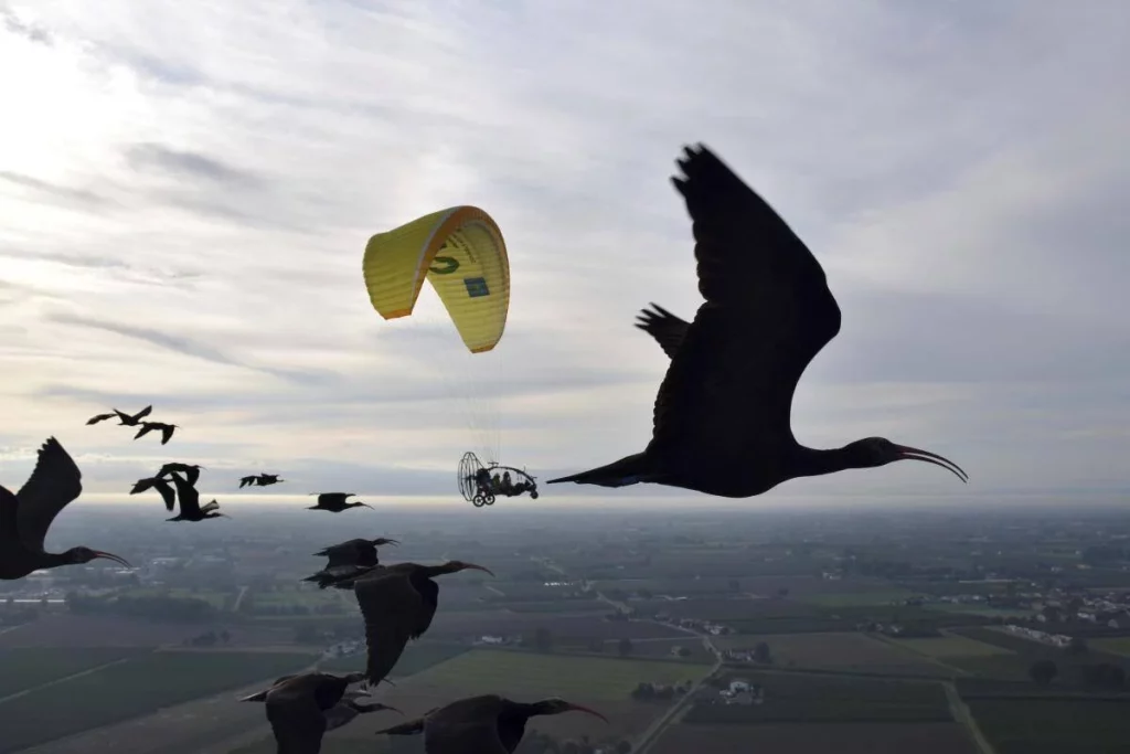Un ave con familia adoptiva: el proyecto para que el ibis pueda volar en Europa