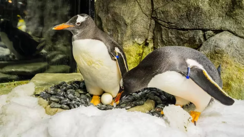 Sphen, el pingüino gay que hizo historia al romper las normas en el mundo animal 1 Moncloa La despedida de Magic a Sphen y la historia que recorrió el planeta