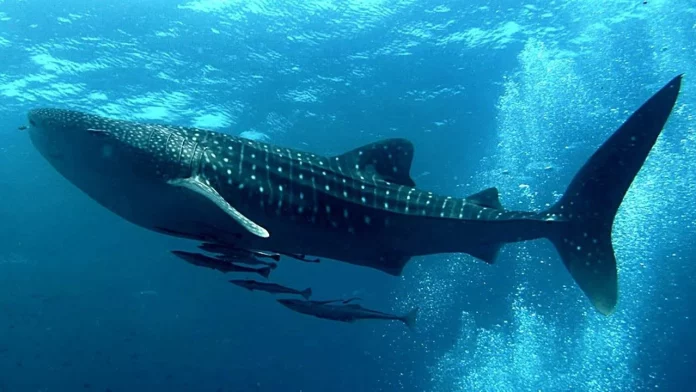 Canarias en alerta roja: el vídeo del tiburón más grande del mundo en la playa