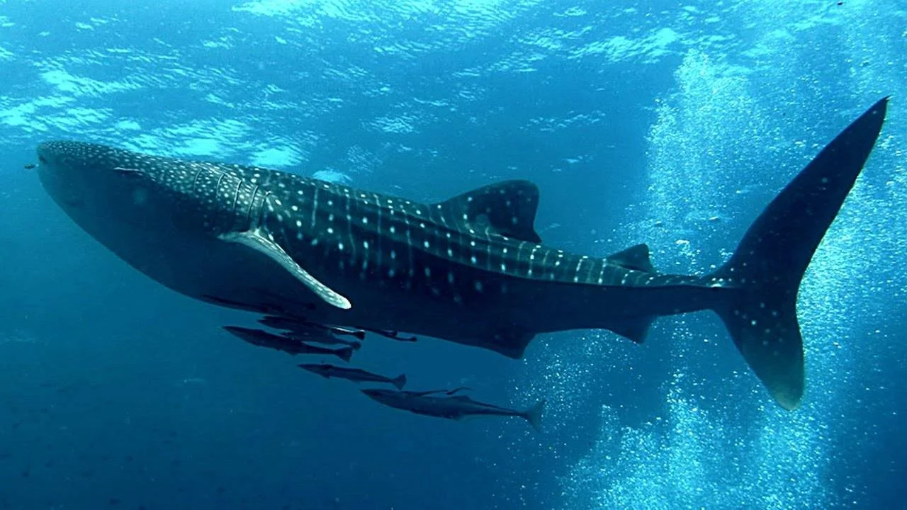 Canarias en alerta roja: el vídeo del tiburón más grande del mundo en la playa