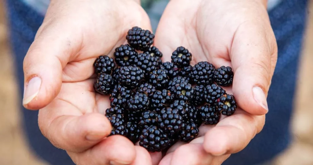 Mejora tu deseo sexual, protege el corazón y combate el envejecimiento con esta fruta 1 Moncloa ¿Por qué las moras pueden mejorar el deseo sexual y otros aspectos?